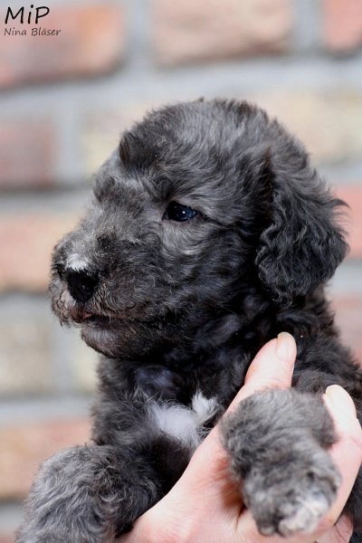 2011-05-28 Puppies Candy & Svet (5).jpg